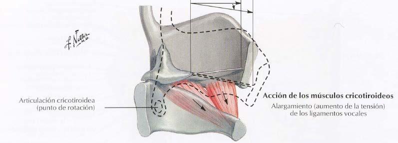 Cricothyroid muscle External surface of the