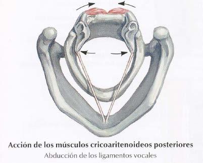 cricoid lamina ü Insertion: muscular