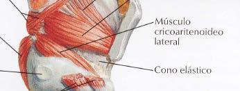 Lateral cricoarytenoid muscle ü Origin: upper border and