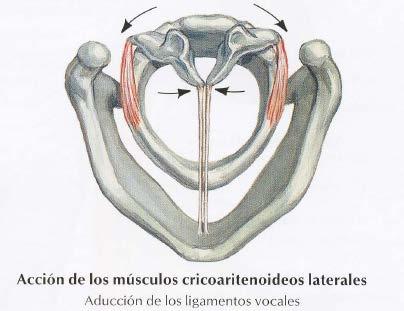 surface of the muscular process of the arytenoid cartilage