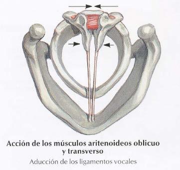 Transverse arytenoid muscle ü Between the posterior surfaces of the the two