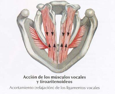 (Lateral) Thyroarytenoid muscle ü Origin: inner surface of thyroid cartilage ü Insertion: