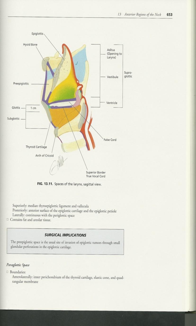 LARYNGEAL SPACES Subglottic: - Glottis - Lower border of the cricoid cartilage