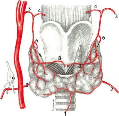 thyrohyoid membrane. Inferior laryngeal artery - Inf.