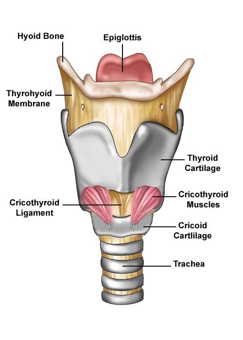 SKELETAL STRUCTURE Framework: 11 cartilages linked by joints and fibroelastic structures 3 odd-and median cartilages: the thyroid, cricoid and epiglottis cartilages.