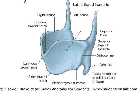 THYROID CARTILAGE Outer surface à oblique line Inner surface Superior border à superior thyroid notch Inferior