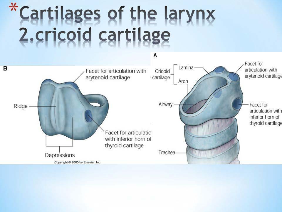 articulation Cricothyroid membrane Cricotracheal ligament