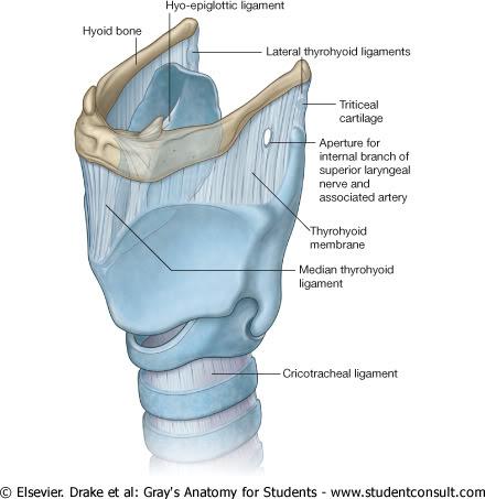 EPIGLOTTIC CARTILAGE Racket shaped cartilage Anterior wall of the