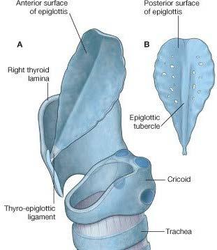 Hyoepligottic ligament Thyroepiglottic ligament Aryepiglottic