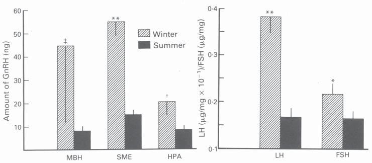 - Fig. 1. Average amount of GnRH ( +s.e.m.) in medial basal hypothalamus (MBH), stalk median eminence (SME) and hypophysial portal area ( ) and concentrations of LH and FSH (+ s.e.m.) in anterior pituitaries of sows weaned in winter and summer.