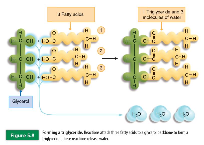 Structure Glycerol + 3 fa\y acids Most fa\y acids exist as part