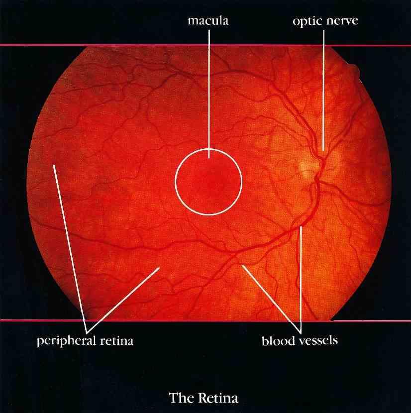 tissue called the retina, which covers the back inside wall of the eye. The retina is like the film in a camera. It is the seeing tissue of the eye.