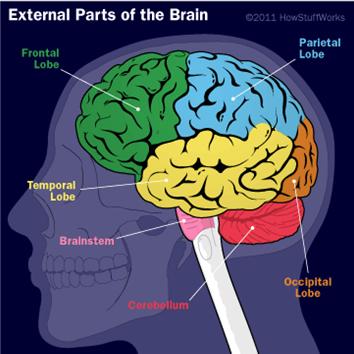 A 3-year-olds brain is 75% of adults size brain and twice as active as an adult's brain. Early experience and interaction with the environment are most critical in a child's brain development.