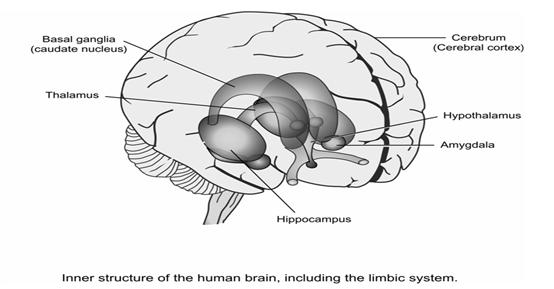 The limbic system is in the central part of the brain and it controls emotions, attachment and memory.