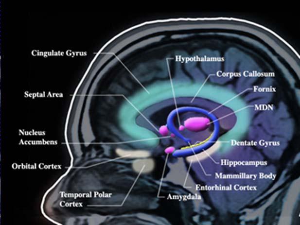 The hemispheres communicate through a band of nearly 800 million nerve fibers called the corpus callosum. At 3 most children operate with a split brain and have trouble crossing their midline.