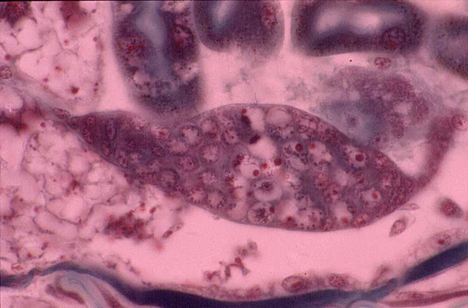 larva II ovary