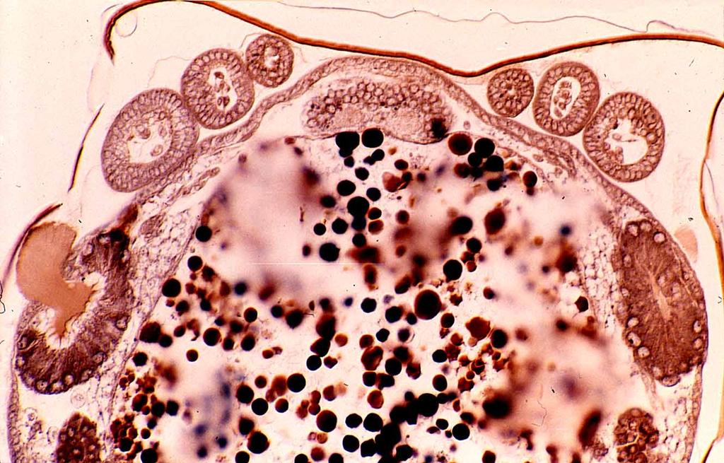 ganglion mother cells embryo