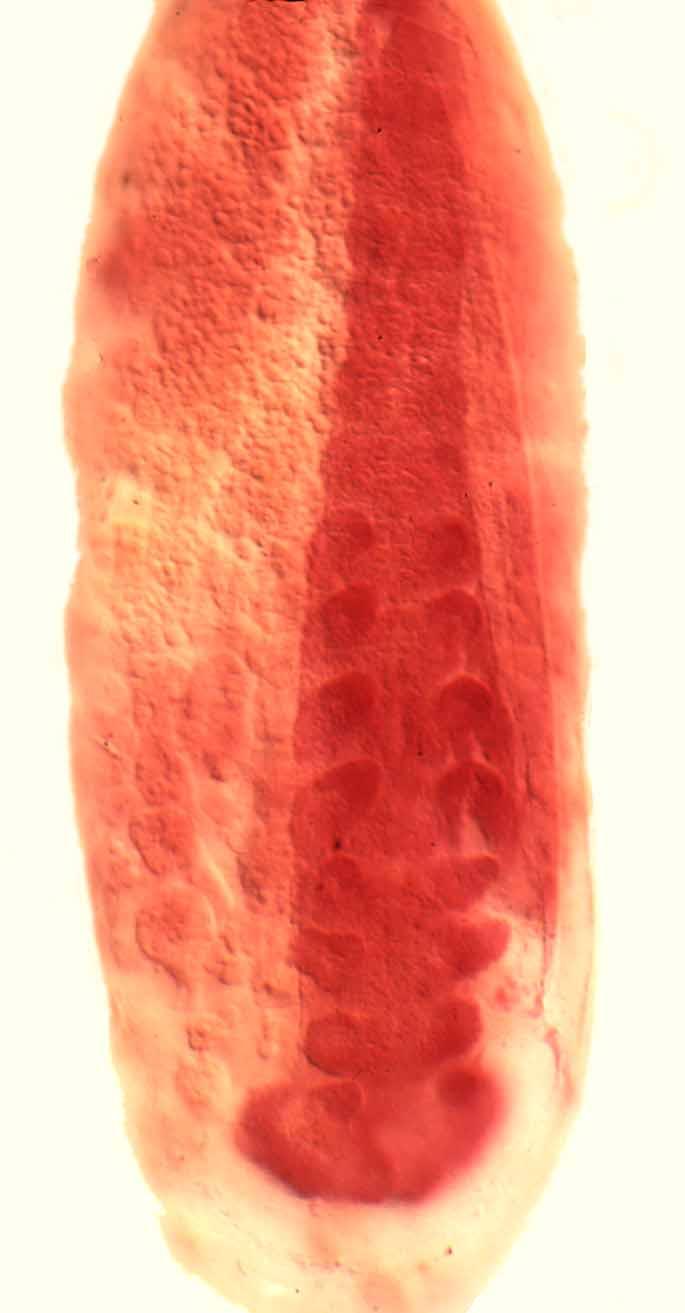 section of 96h embryo of