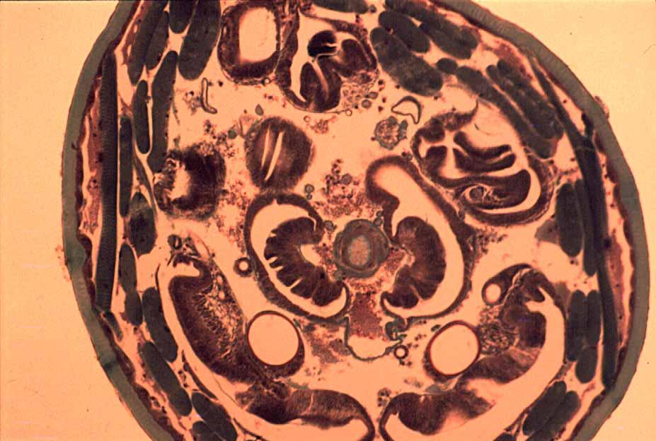 prothoracic discs of larva III X.S.