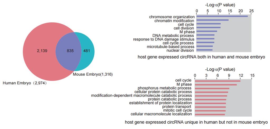 SUPER-Seq analysis to detect circrnas in