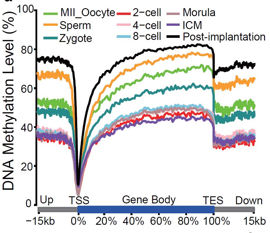 Global DNA methylation dynamics of human