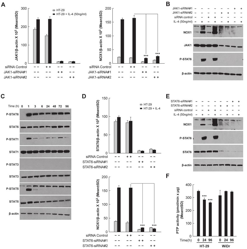 (Figure 6E). These results support a role for serine phosphorylation of GATA3 in the mechanism of IL-4- induced NOX1 expression.