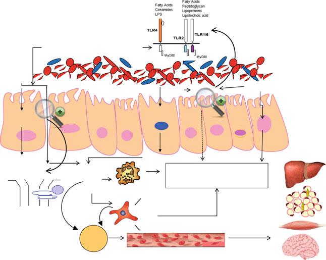 Gut Microbiota in Disease: Obesity and metabolic syndrome Dietary lipids Chylomicrons HFD induced-microbiota alterations Gram- / Gram+ bacteria?