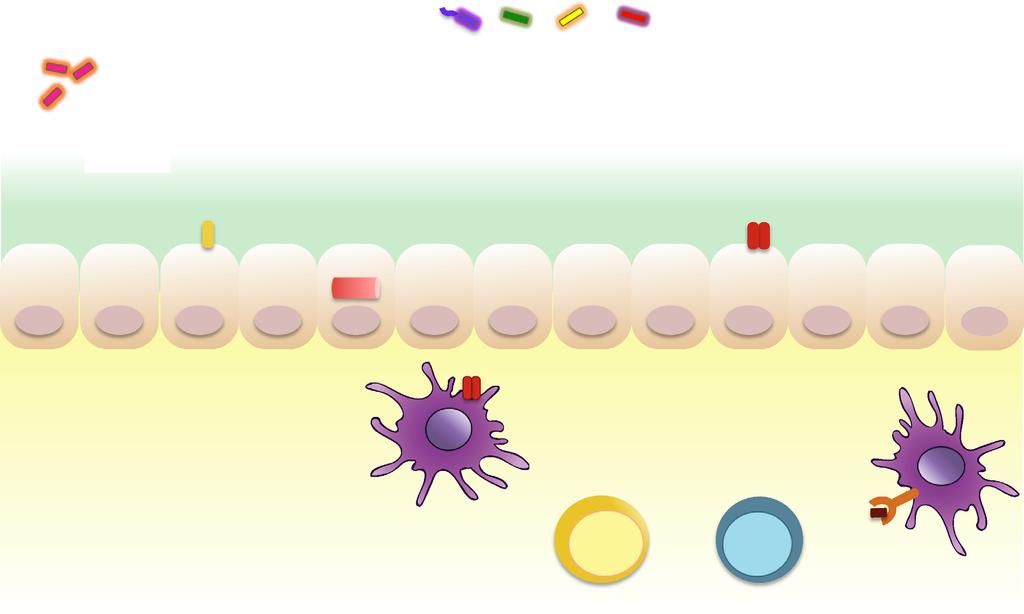 Gut Microbiota in Health: Innate immune system Microbiota regulates intestinal immune responses