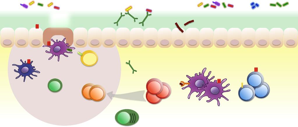 Gut Microbiota in Health: Adaptive immune system Microbiota stimulation leads to B cell