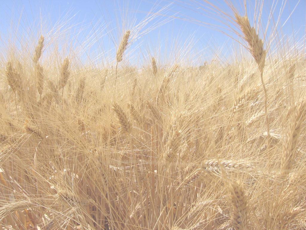 Wheat breeding and testing update Collaborators Program