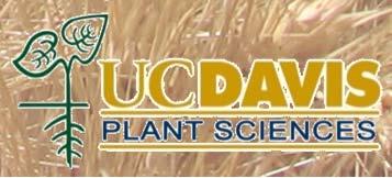 Oswaldo Chicaiza Durum wheat / barley breeding.