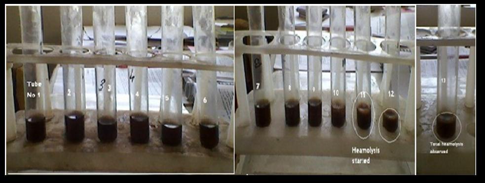 produced changes in erythrocyte membranes, causes haemoglobin to diffuse into surrounding medium. The aqueous extract of leaves of Cassia obtusifolia Linn. produce haemolysis in the test tube no.11(i.