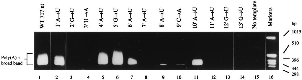 8216 POON ET AL. J. VIROL. FIG. 2. Effect of point mutations in the conserved sequence at the 5 end of vrna in the RT-PCR assay.