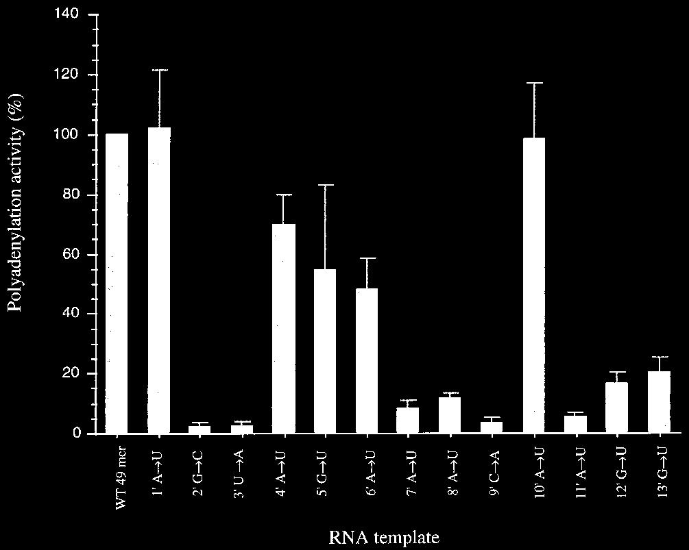 VOL. 72, 1998 POLYADENYLATION BY INFLUENZA VIRUS POLYMERASE 8217 FIG. 3. Effect of point mutations in the conserved sequence at the 5 end of vrna in the [ - 32 P]ATP incorporation assay.