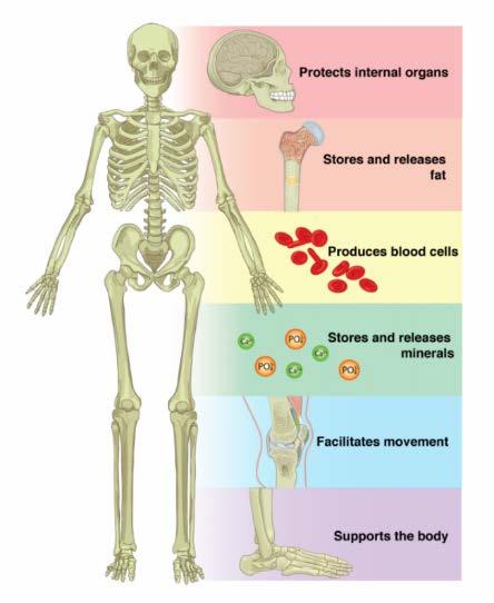 What do our bones do? Protect our brain, heart, and other organs from injury. Support the body and help it move. Store minerals, such as calcium and phosphorous, which help keep them strong.