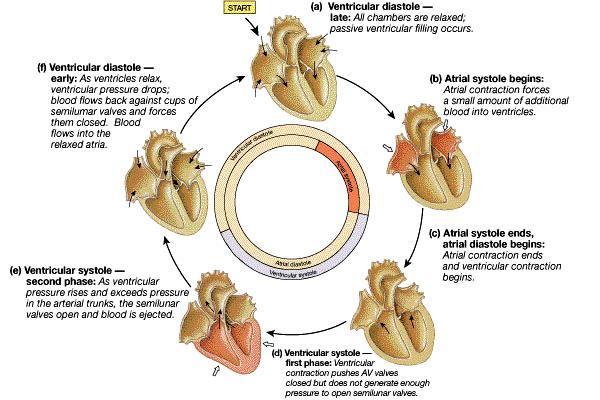 Contraction pattern of the myocardium Determined by the conduction system Systole = contraction Diastole