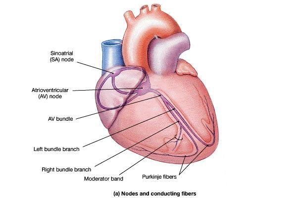 Conduction System of the Heart The average heart rate
