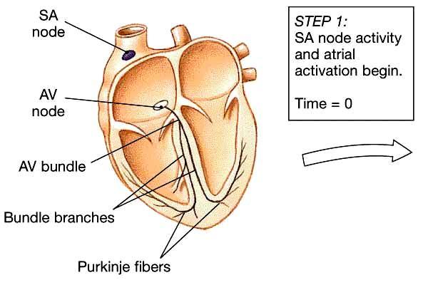 Conducting System of the Heart