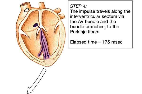 Conducting System of the Heart Atrioventricular (AV node)