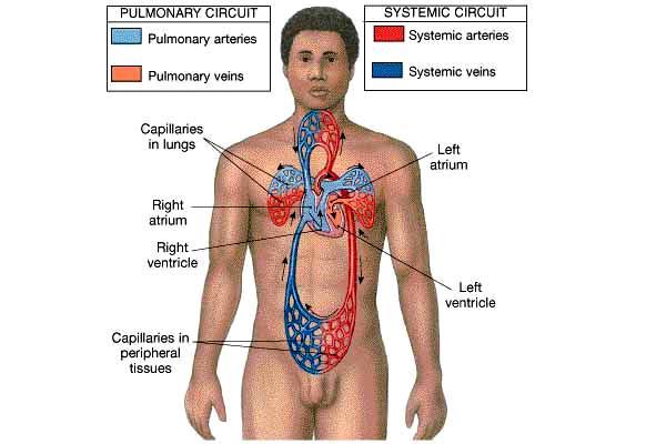 Introduction Cardiovascular system distributes blood Pump (heart) Distribution areas (capillaries) Heart has 4 compartments 2