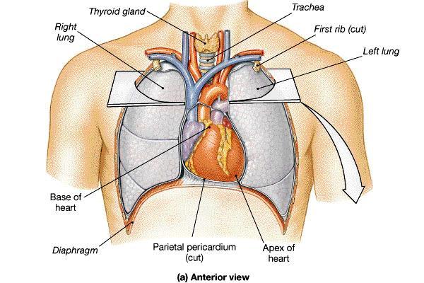 Superficial Anatomy of the Heart Atria = entrance ways Thin-walled Upper chambers Ventricles = hollow