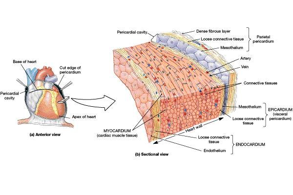 Structure of the Heart Wall Epicardium = upon the heart Myocardium is the middle layer Cardiac muscle