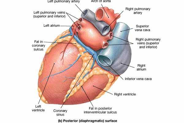 The Great Vessels Superior & inferior vena cava Return blood from