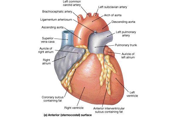 Pulmonary veins Return blood (oxygenated) from lungs to left atrium Aorta Takes blood from left
