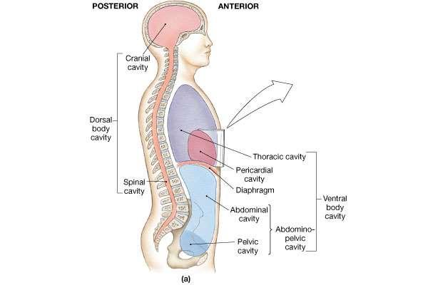 Body is divided into cavities that contain organs Protect Organs from shocks