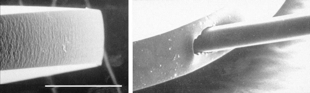 A Textured B Smooth µm Figure 1. Scanning electron photomicrographs of an intraocular lens with a textured edge (A) and a lens of the same design but with a smooth edge (B).