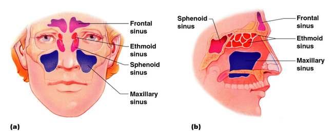 Paranasal Sinuses Hollow portions of bones surrounding the nasal cavity Figure 5.