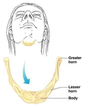 The Hyoid Bone The only bone that does not articulate with another bone Serves as a moveable base for the tongue, and