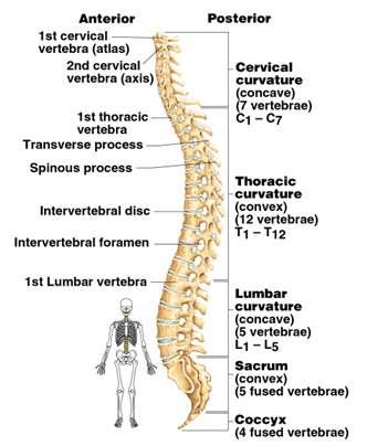 The Vertebral Column Vertebrae separated by intervertebral discs made of cartilage The spine has a normal S curvature Each vertebrae