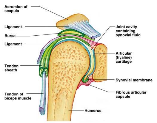 The Synovial Joint Figure 5.
